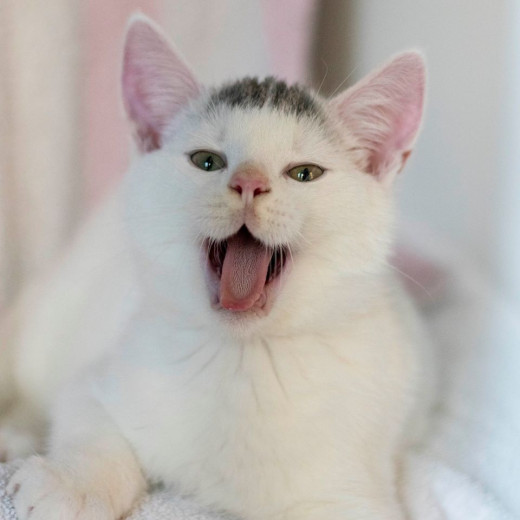 kat-dierenopvang-amsterdam