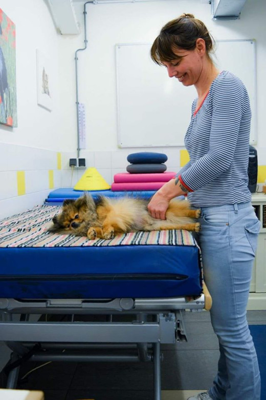 hondenmassage-dierenopvang amsterdam