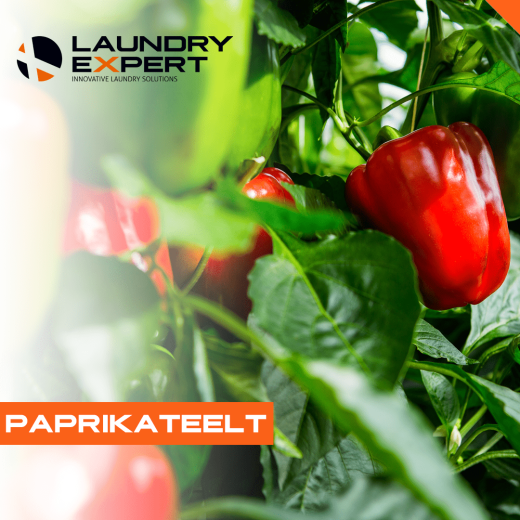 agrarisch-glastuinbouw-paprikateelt-laundry-expert-website