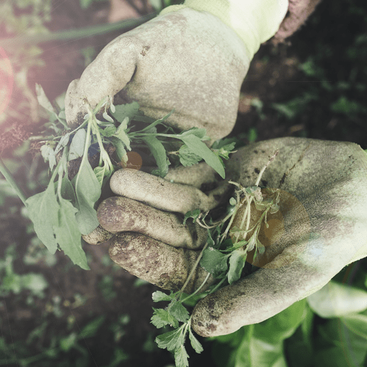 laundryexpert-branches-b-agrarisch-hovenier