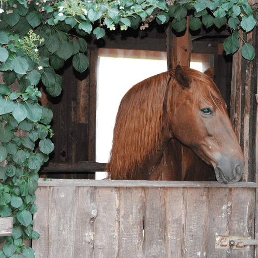 laundryexpert-branches-b-dierenzorg-dierenasiel